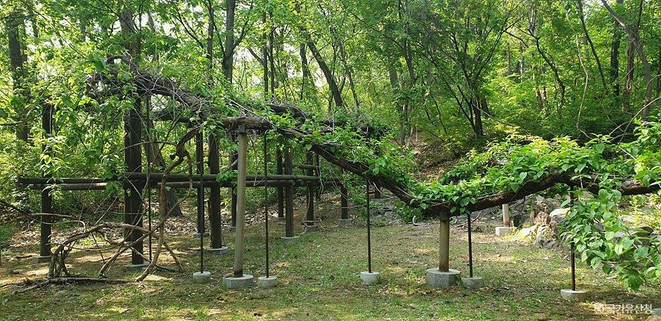 창덕궁 다래나무 모습 (한국관광공사 사진)