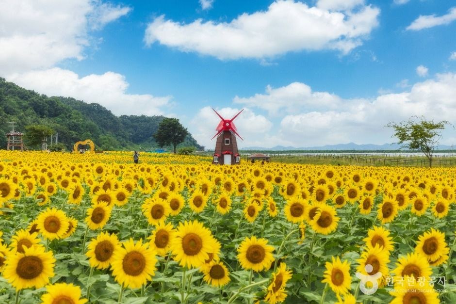 난정리 해바라기마을 정원 모습 (한국관광공사 사진)