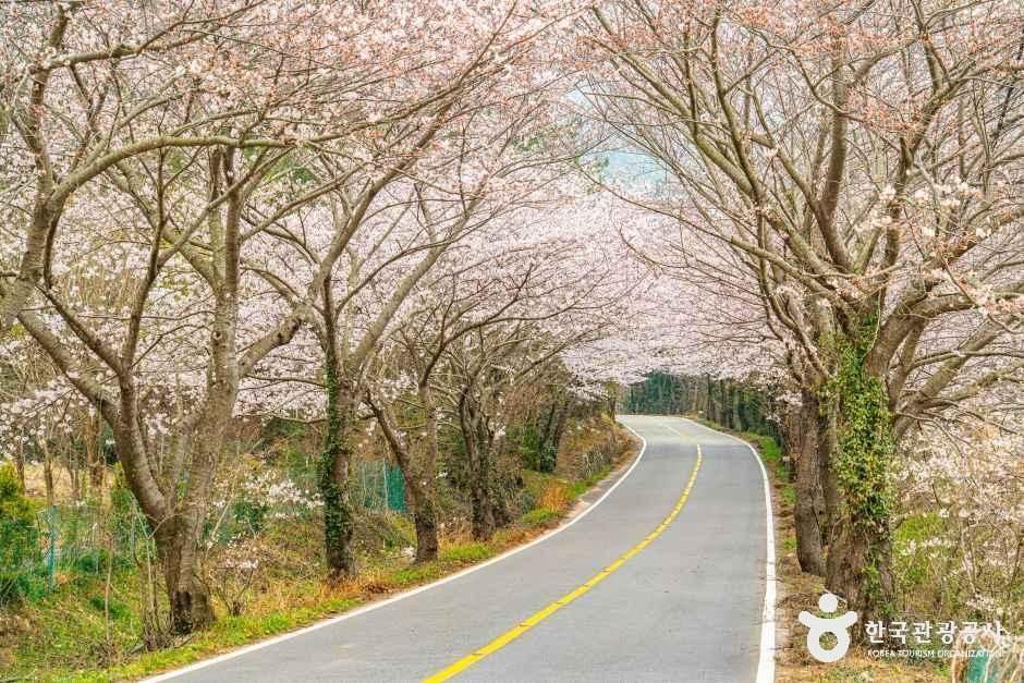 화양면 벚꽃길 모습 (한국관광공사 사진)