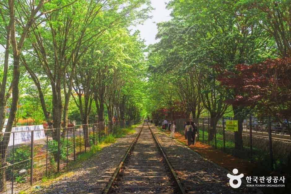 팔복동 이팝나무 철길 모습 (한국관광공사 사진)